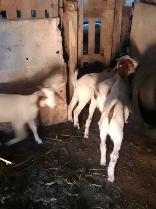 Vendo cabritos boer com florido com 3 meses