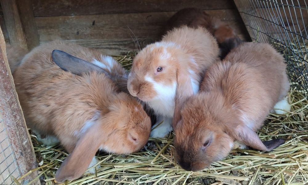 ЗЗмінять місце проживання кролики