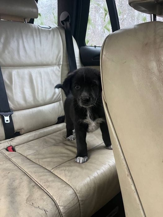 Песик в хороші руки