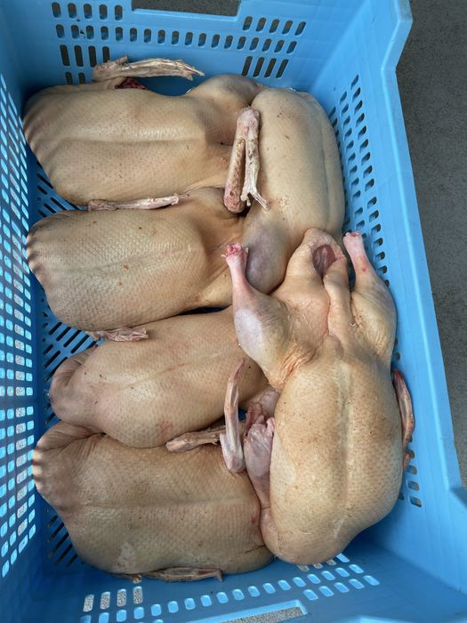 Птахоферма, цех забою птиці, ТОВ, ПДВ, ТМ