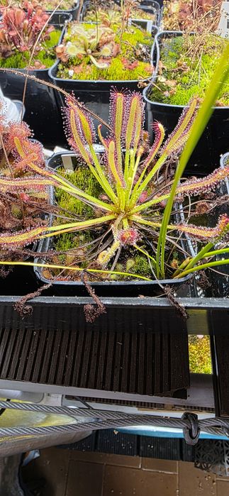 Vendo plantas carnívoras