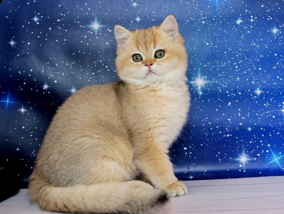 Британський чистокровний хлоп