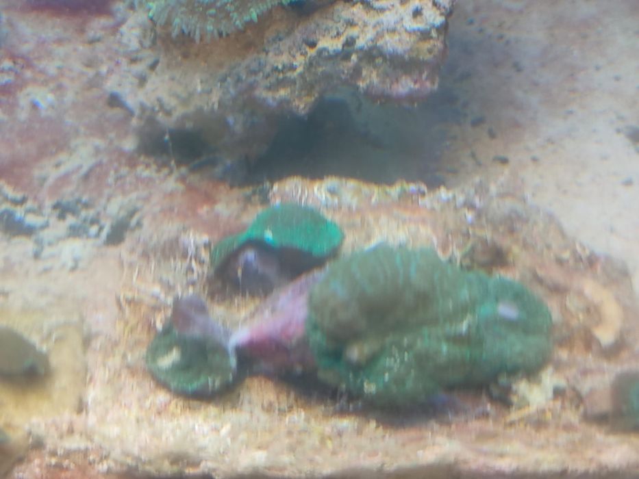 lote de  Corais 35 actinodiscus, xenias star polyp