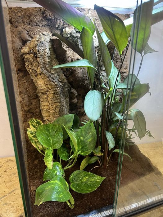 Gekon orzęsiony lily white  wraz z terrarium i zapasem karmy