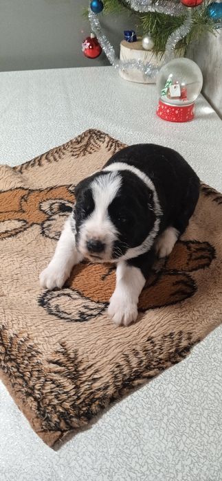 Цуценята алабай САО