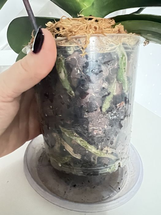 Орхідея Пірат Пикоті (Pirate Picotee) метелик