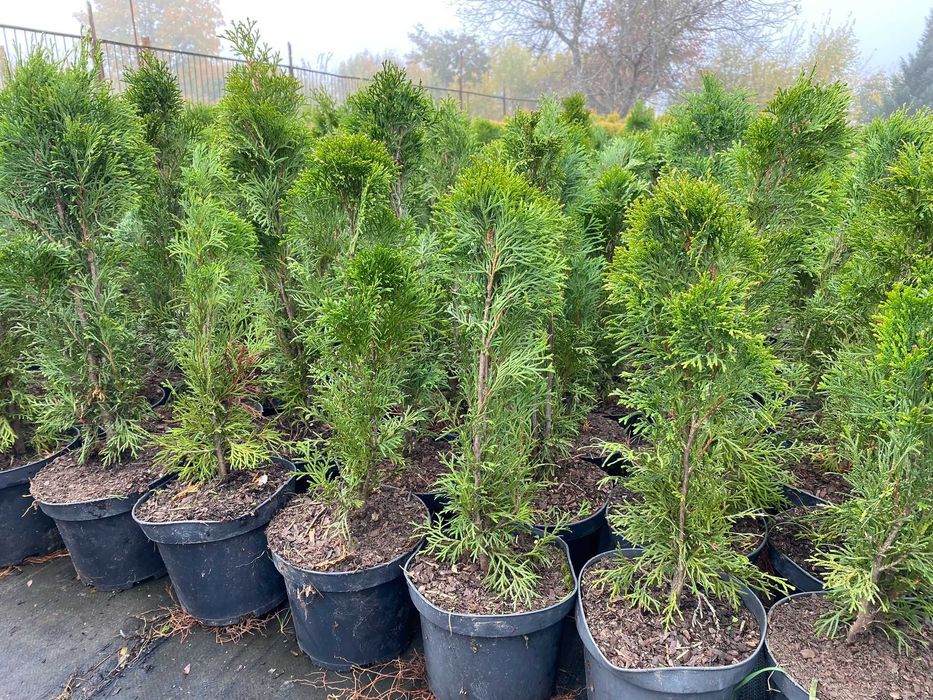 Tuja "Szmaragd" - Thuja, Żywotnik zachodni, doniczka C3 ok 50-60 cm