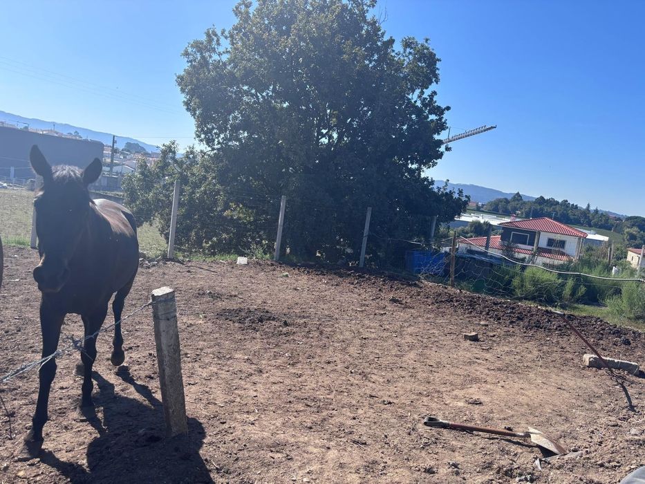 Cavalos eugua Lusitâna