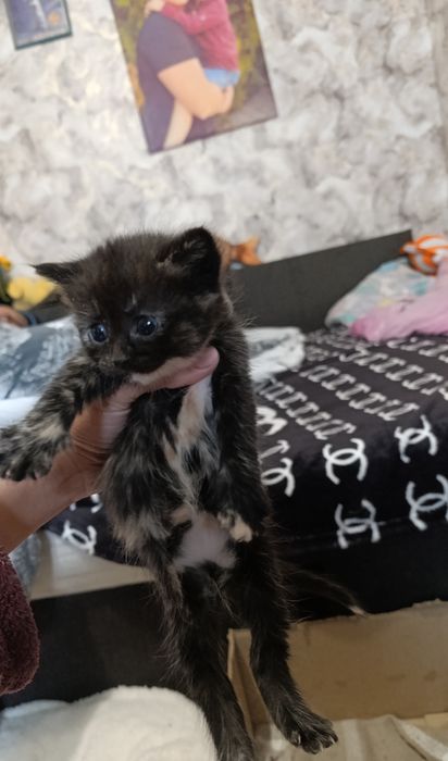Британські котята