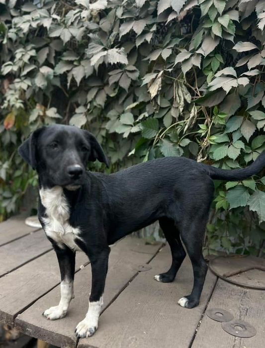 Стефа , добрая девочка , стерилизована