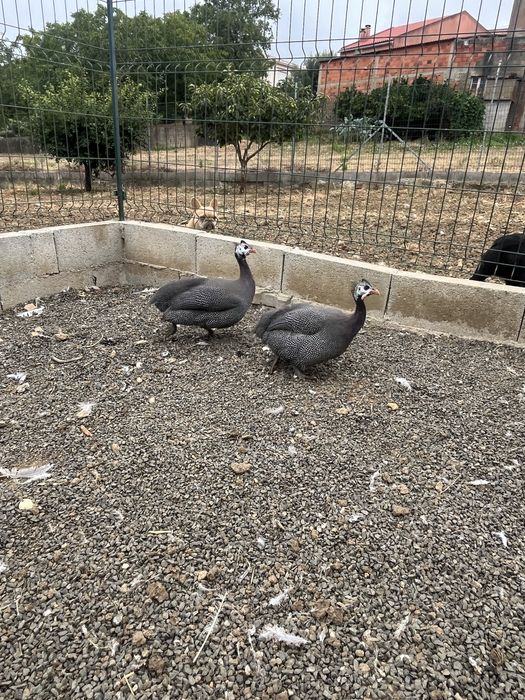 Ovos galinha de angola
