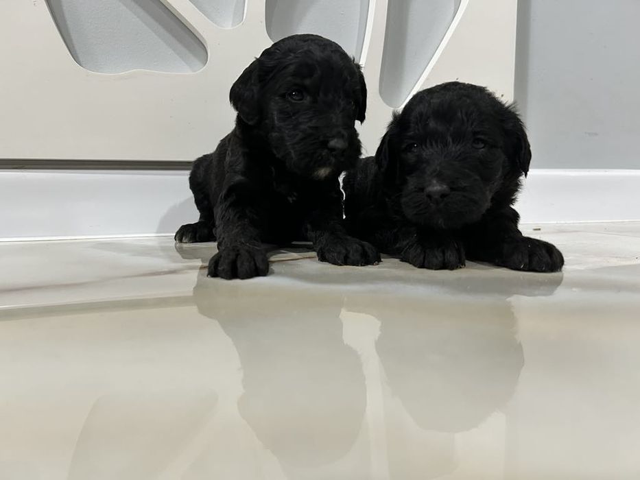 Goldendoodle.sunia .czarna