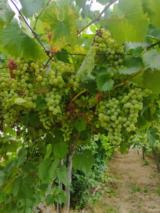 Uvas de ramada para vinho