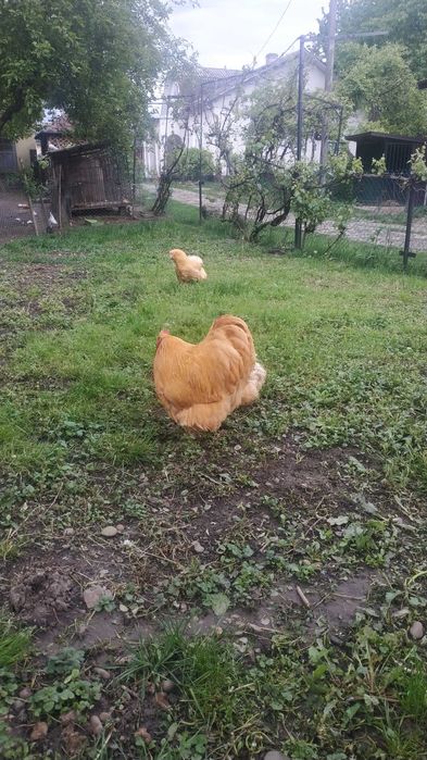Орпінгтон палевий