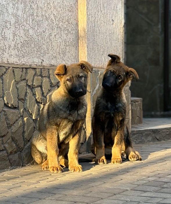 Щеня німецької вівчарки