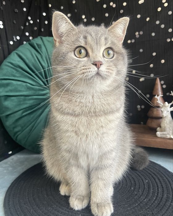 Шотландські котики