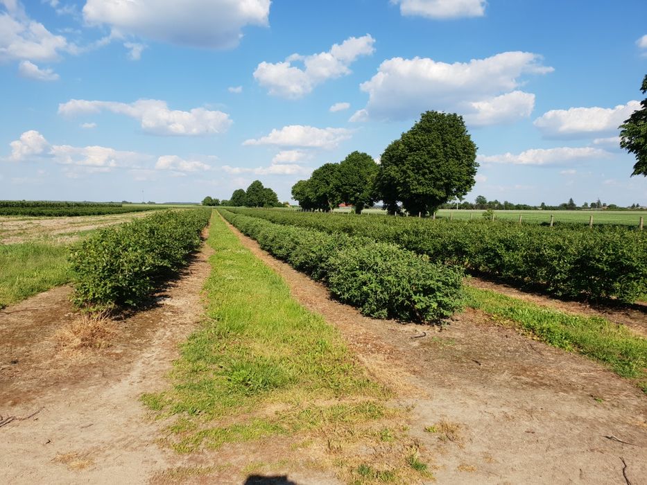 Jagoda kamczacka - krzewy / sadzonki