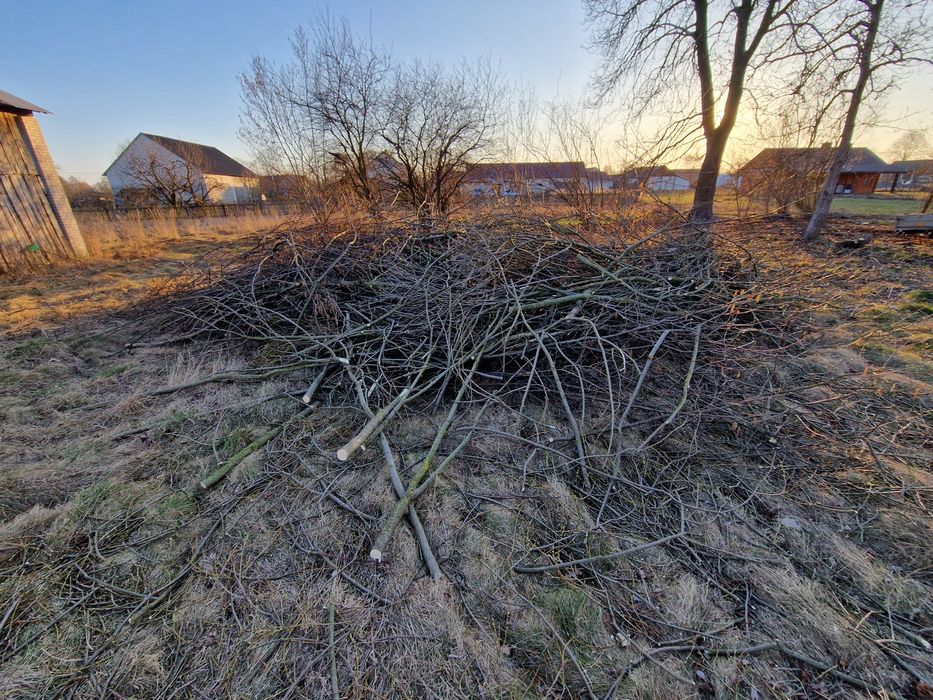 Gałęzie oddam  za darmo