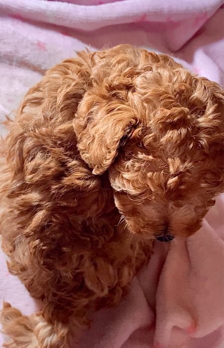 Такие необыкновенные красавчики мини мальтипу / той пудель