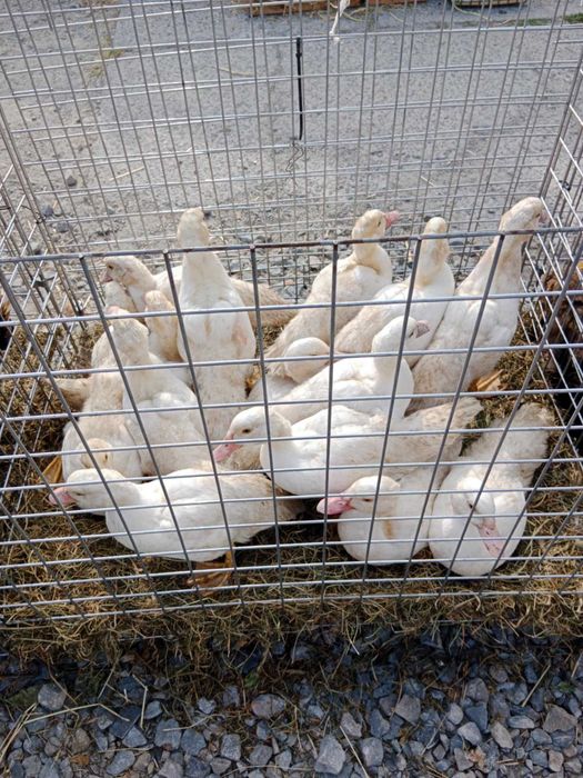 Sprzedam kaczki gęsi