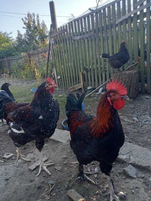 Півні, півники. Білефельдер Лівенська. Легбар. Маран