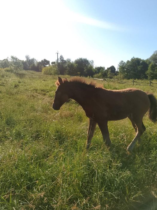 Продається кобила!