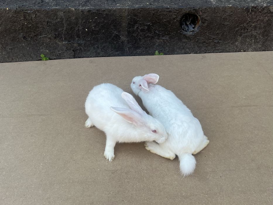 Кролі породи каліфорнійці,термонці,європейська шиншила