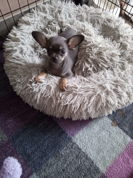 Chihuahua suczka