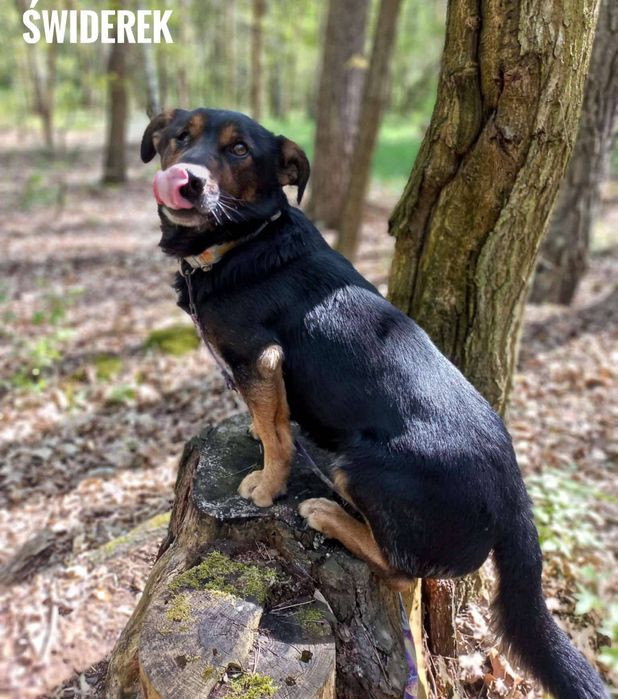 Świderek, 4 letni, 13kg, adopcja za darmo oddam