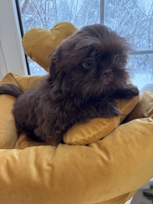 Sunia ciemna czekolada z genem  pełny rodowód ZHPR UCI