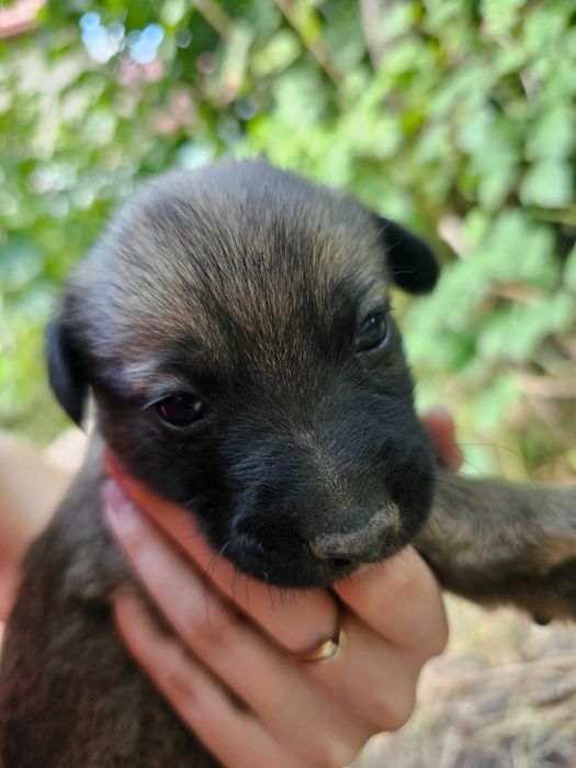 Безкоштовно песики