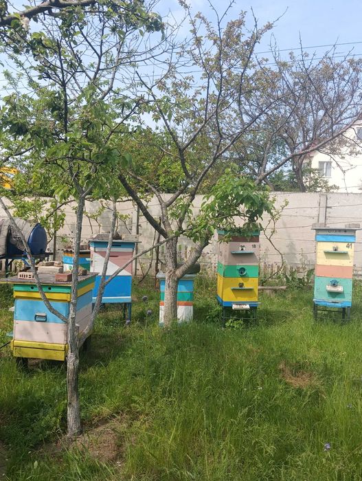 Бджільництво , продам пасіку .
