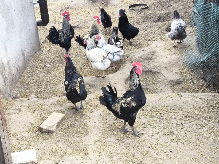 Koguty 5 szt ojciec Ayam Cemani