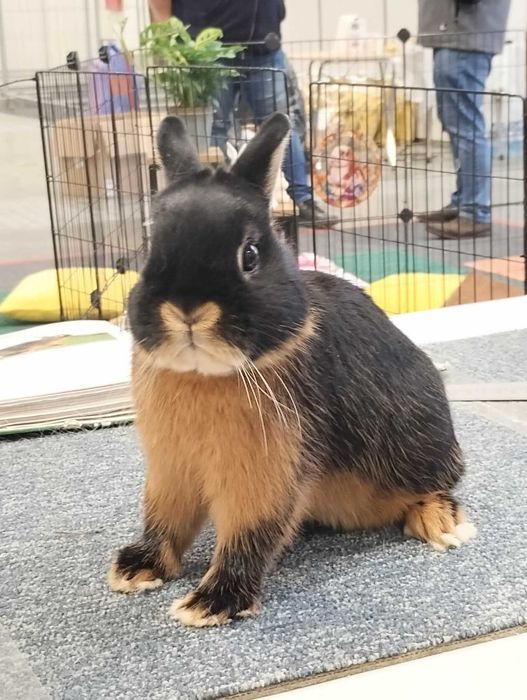 Karzełek podpalany czarny,samce i samice,rodowód