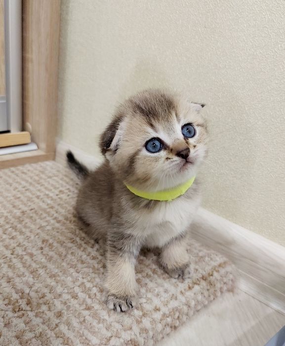 Золота Шиншила  дівчатка та хлопчики