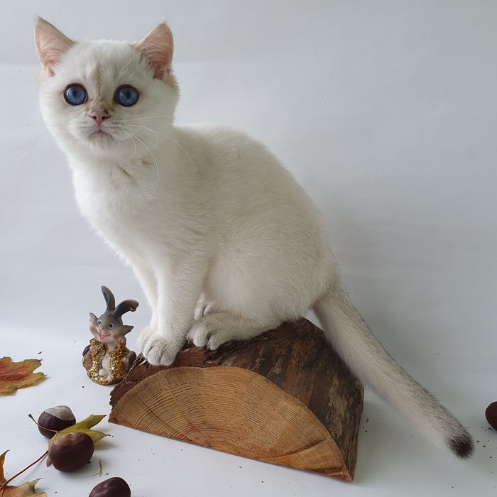 Киев Золотая шиншилла, породистые котята котенок котик, с документами