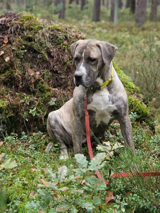 Dostojna suczka do adopcji