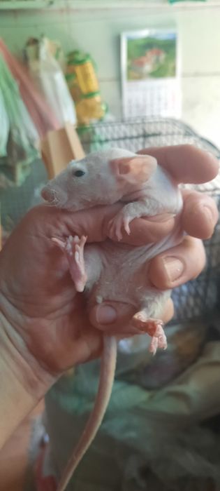 Безшерстна криска сфінкс, дівчинка, щурик