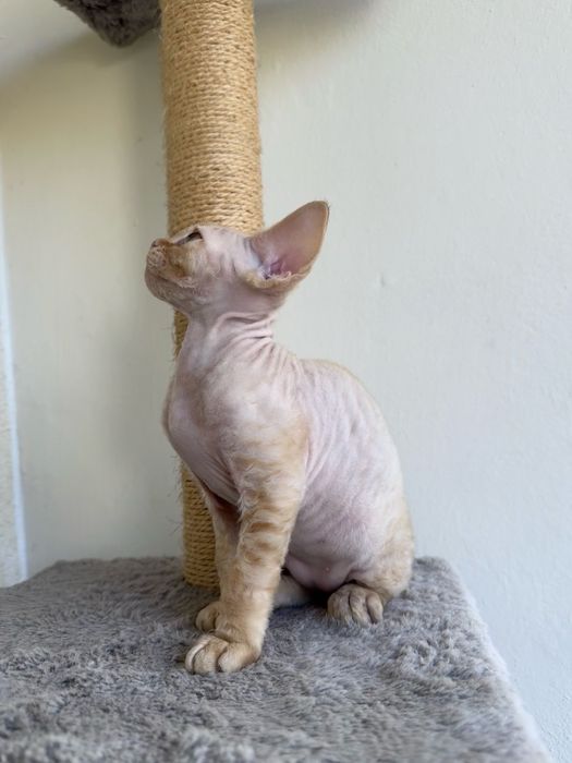 Devon Rex - rudy kocurek, kocię FPL
