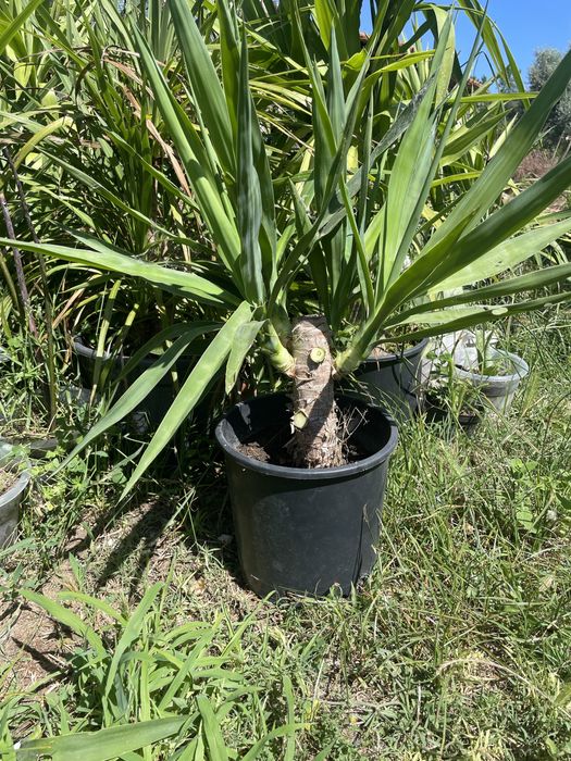 Yucca diversos tamanhos