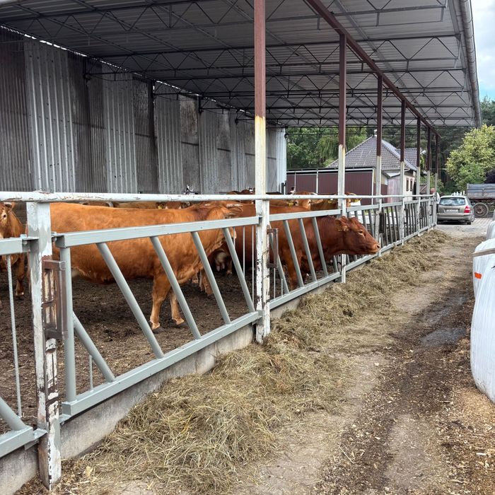 Drabina paszowa wygrodzenia okólniki kojec dla bydła byków krów koni