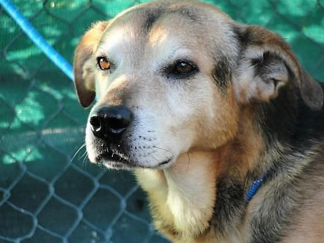 Adoção de cães -Focinhos & Bigodes Associação SFL.s