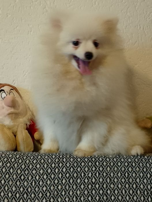 Szpic miniaturowy pomeranian suczka