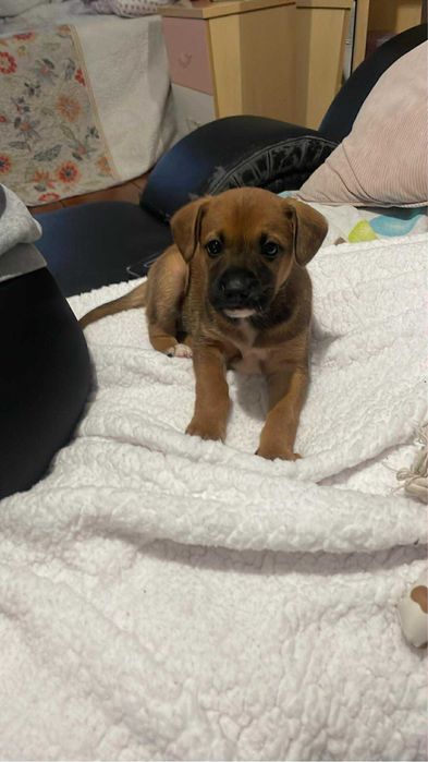 Menina para adoção responsável