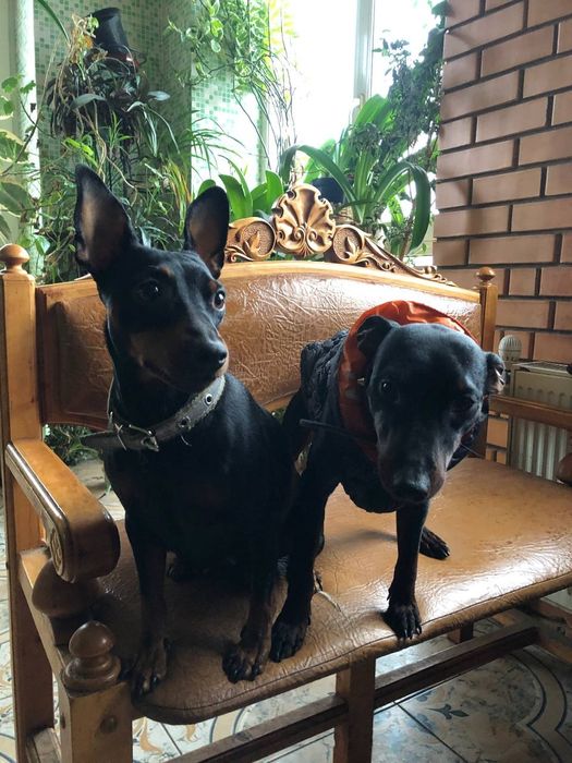 Щенки цвергпинчера