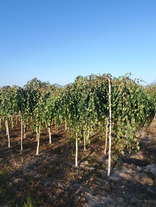 Tuja Szmaragd z gruntu