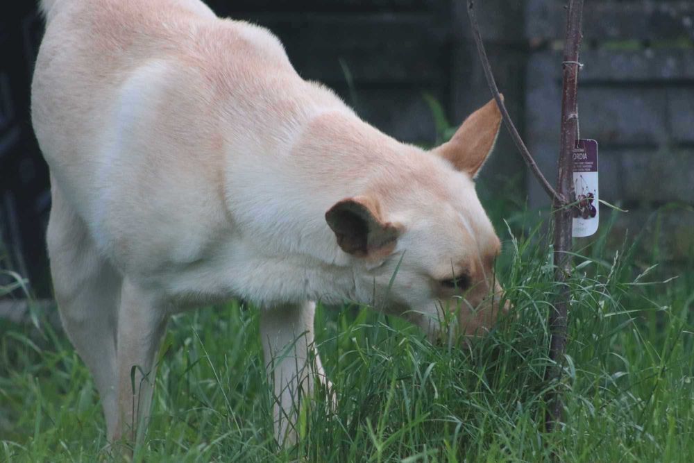 Zdunek – wspaniały towarzysz gotowy na nową rodzinę