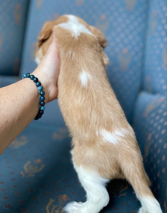 Cavalier king charles spaniel- chłopczyk