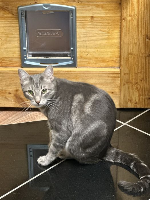 Zaginela kotka Yufka