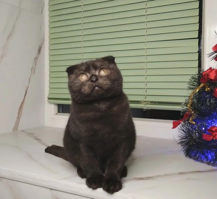 ШОКОЛАДНИЙ шотландський принц з ВАКЦИНАЦІЄЮ шукає люблячу сім'ю